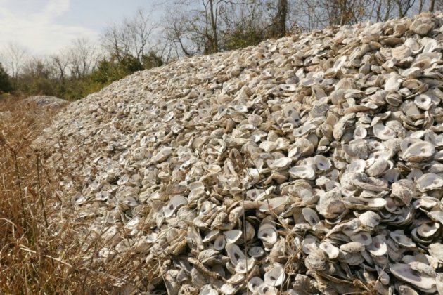 Sur les côtes du Texas, les coquilles d'huîtres sont recyclées en récifs
