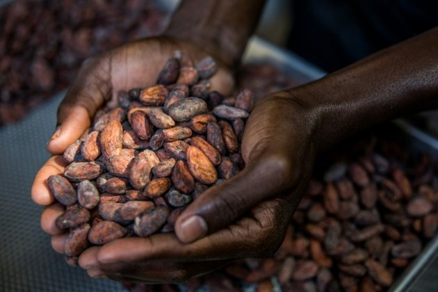 De la fève à la tablette, le cacao d'Haïti veut sa place à l'international