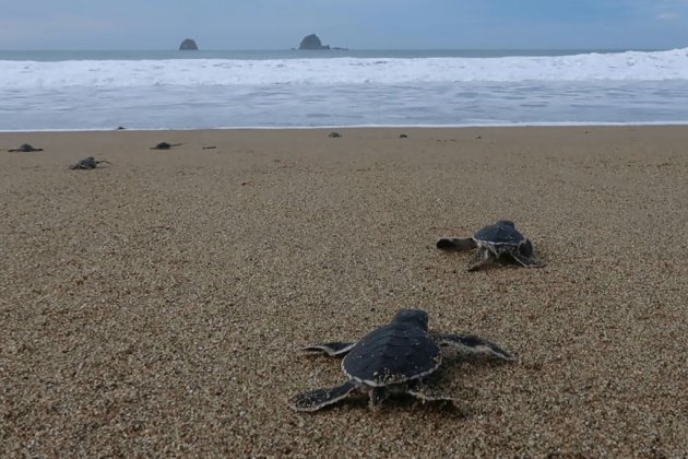 Des petites tortues s'élancent vers la liberté sur une plage d'Indonésie