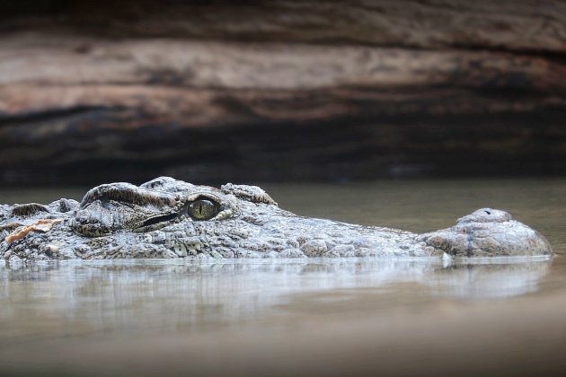 Insolite. Un Australien passe le Nouvel An cerné par les crocodiles