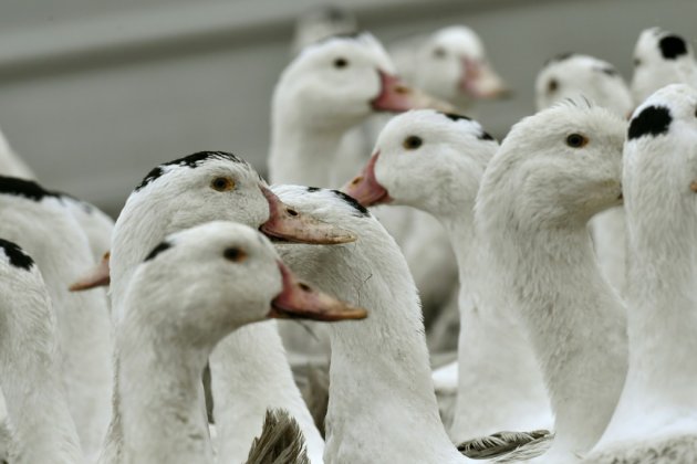 Abattages renforcés contre une grippe aviaire "hors de contrôle" dans le Sud-Ouest