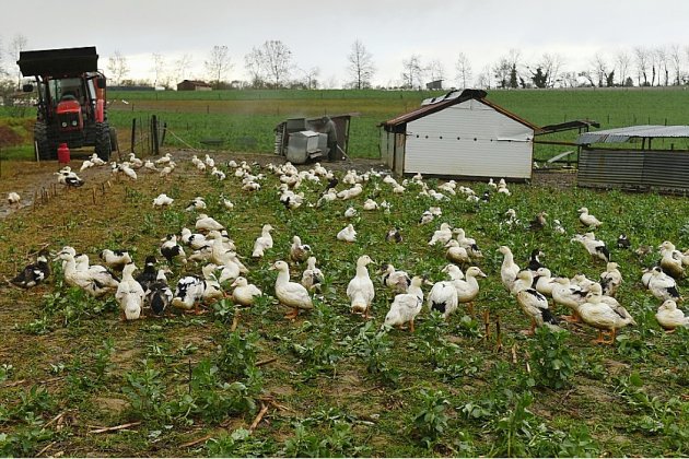 France. Grippe aviaire : "des centaines de milliers" de canards vont encore être abattus, prédit Denormandie