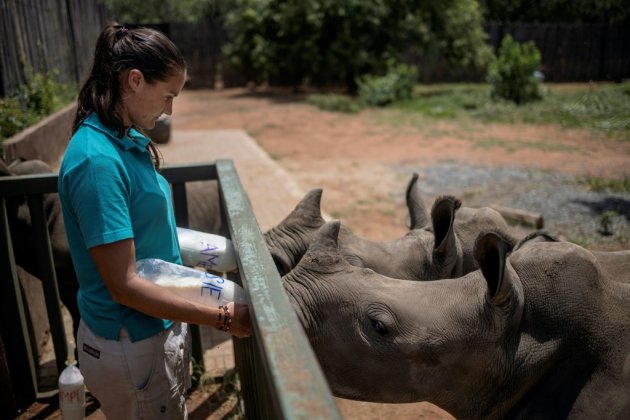 Afrique du Sud: requinquer les bébés rhinos