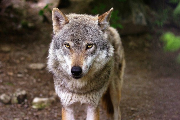 Seine-Maritime. Attaques de loup : pourquoi s'agirait-il du même animal que l'an passé ?