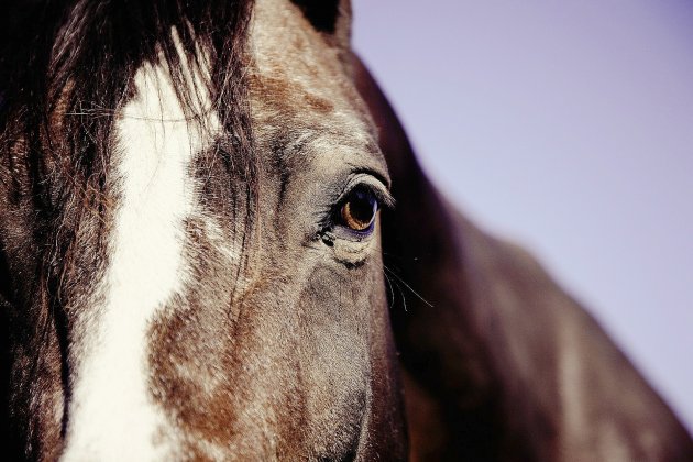 Calvados. Trois chevaux euthanasiés après avoir été percutés par une voiture