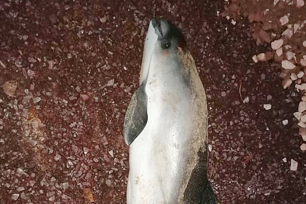 Côte de Nacre. Un marsouin retrouvé mort sur la plage