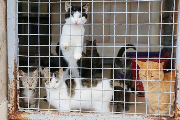 La Ferté Macé. 24 chats cherchent une famille d'accueil après la mort de leur maître