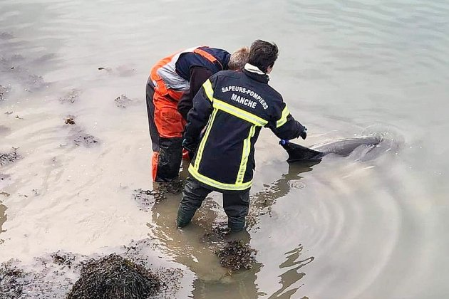 Saint-Vaast-la-Hougue. Quatre dauphins échoués : trois ont pu être sauvés