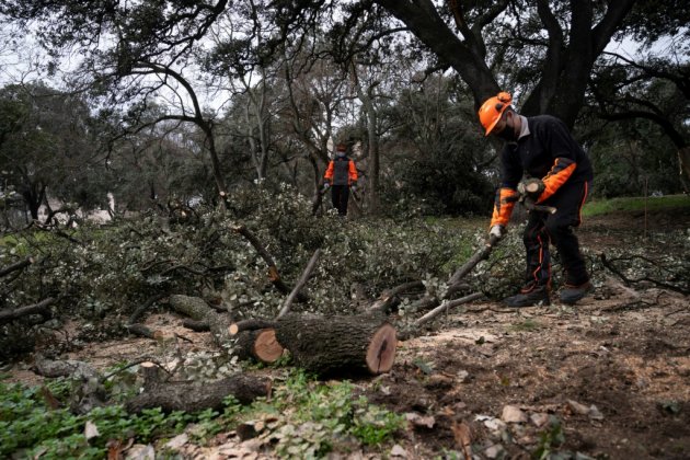 Madrid face au problème environnemental de ses arbres dévastés par la neige