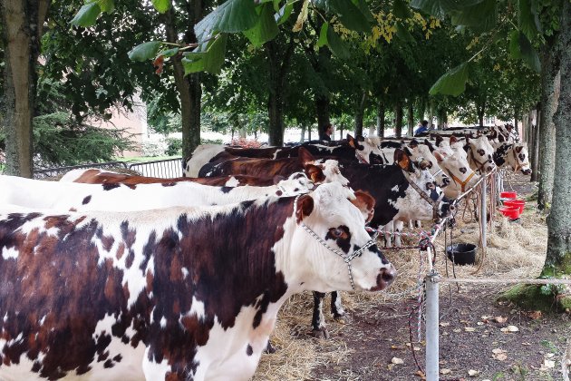 Orne. Étiquetage du lait : la sénatrice veut protéger les producteurs français