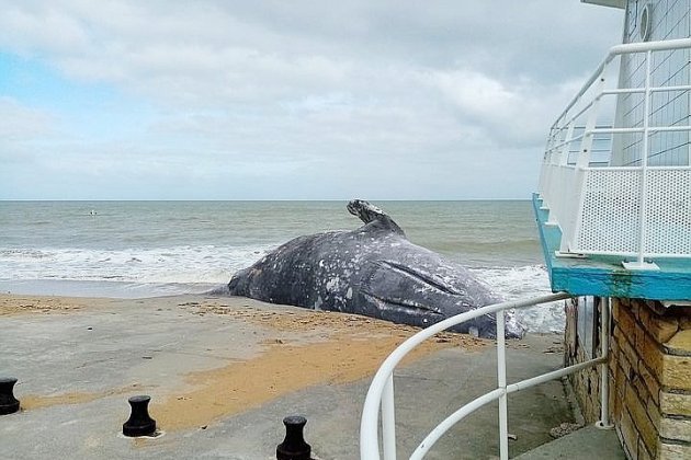 Côte de Nacre. Une baleine grise découverte échouée sur la plage 