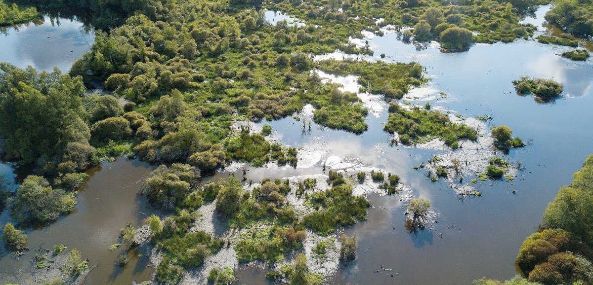 [Photos] Orne. Zone naturelle sensible, le marais du Grand-Hazé est un réservoir de vie !