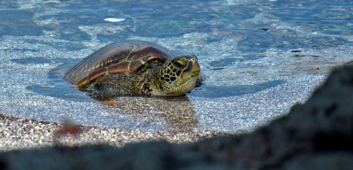 Pêche au requin et course à la tortue pour préserver les espèces des Galapagos