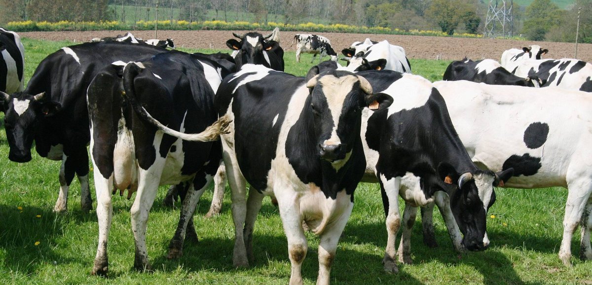 Calvados. 160 000 euros supplémentaires pour lutter contre la tuberculose bovine 