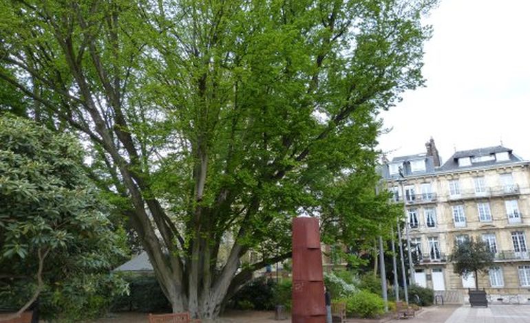 Dix arbres remarquables à découvrir à Rouen