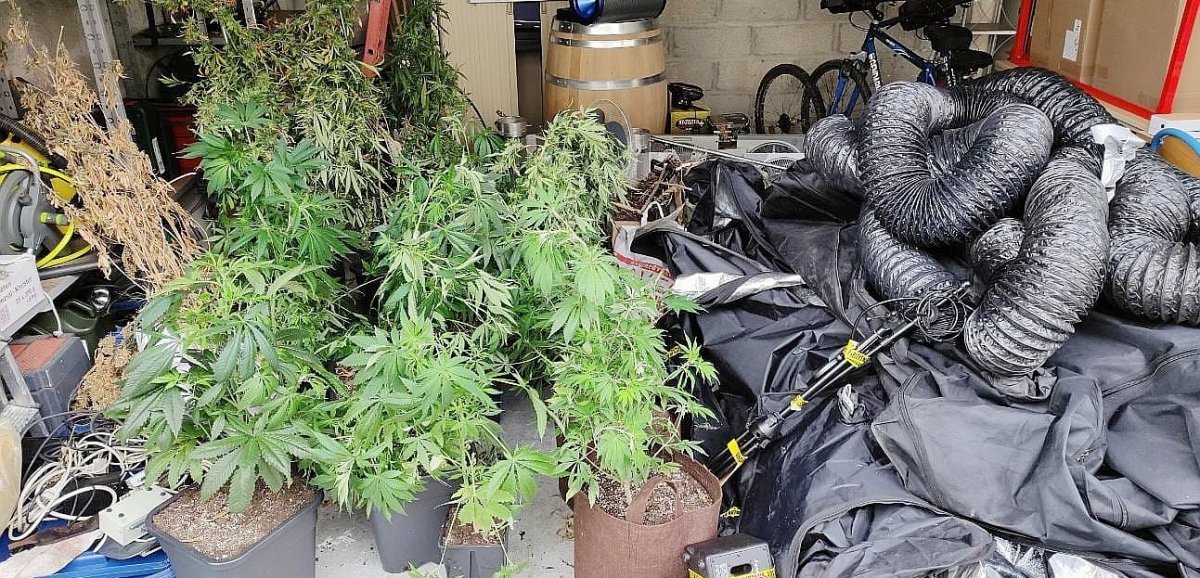 Calvados. 70 pieds de cannabis découverts par les gendarmes