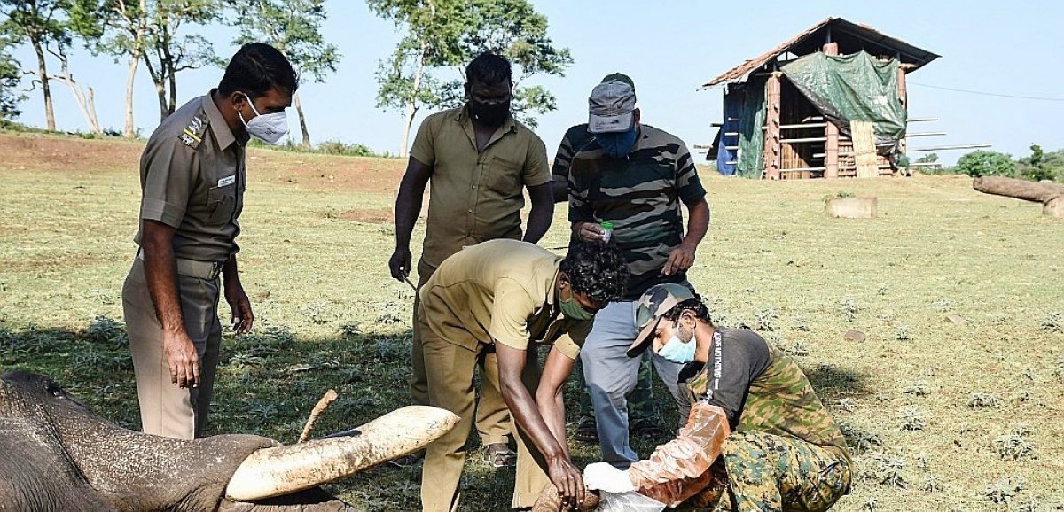 Inde: test de dépistage du Covid de 28 éléphants, après la mort d'une lionne imputée au virus