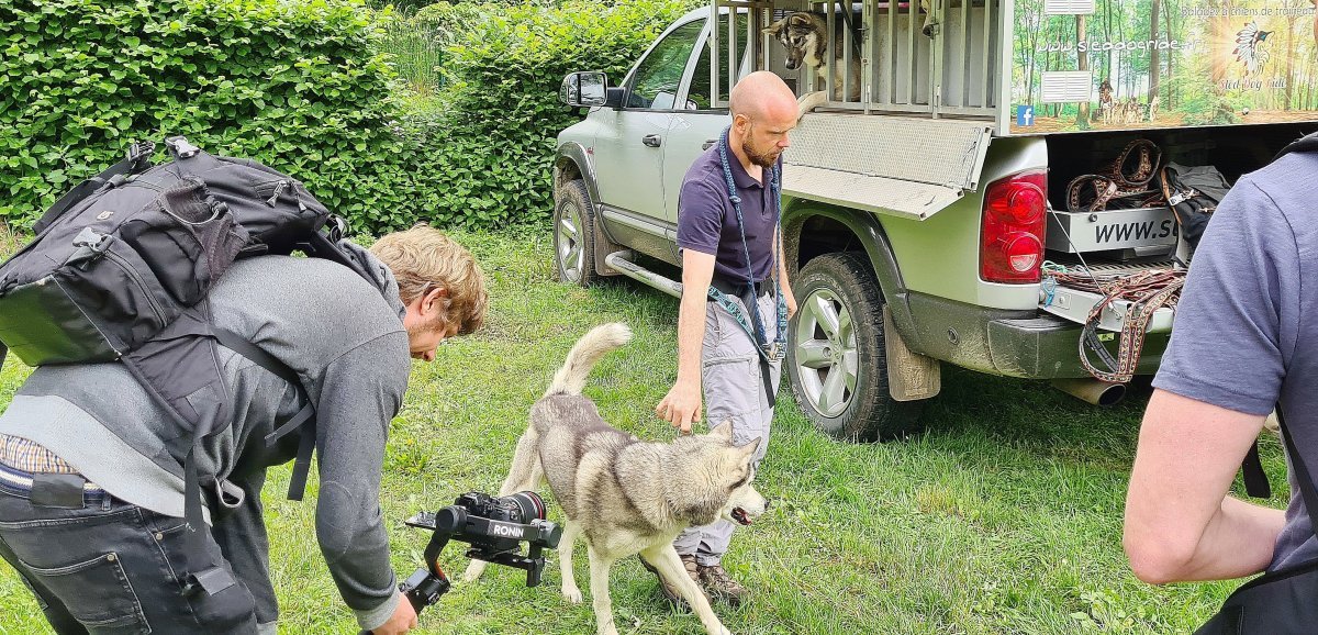 [Vidéo] Orne. Des huskies, vedettes de la prochaine vidéo de Normandie Tourisme