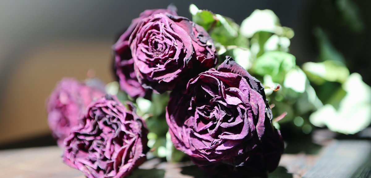 Flers. Des bouquets de roses au profit des malades d'Alzheimer