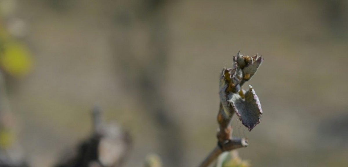 Gel dévastateur dans le vignoble français: le réchauffement suspect numéro 1