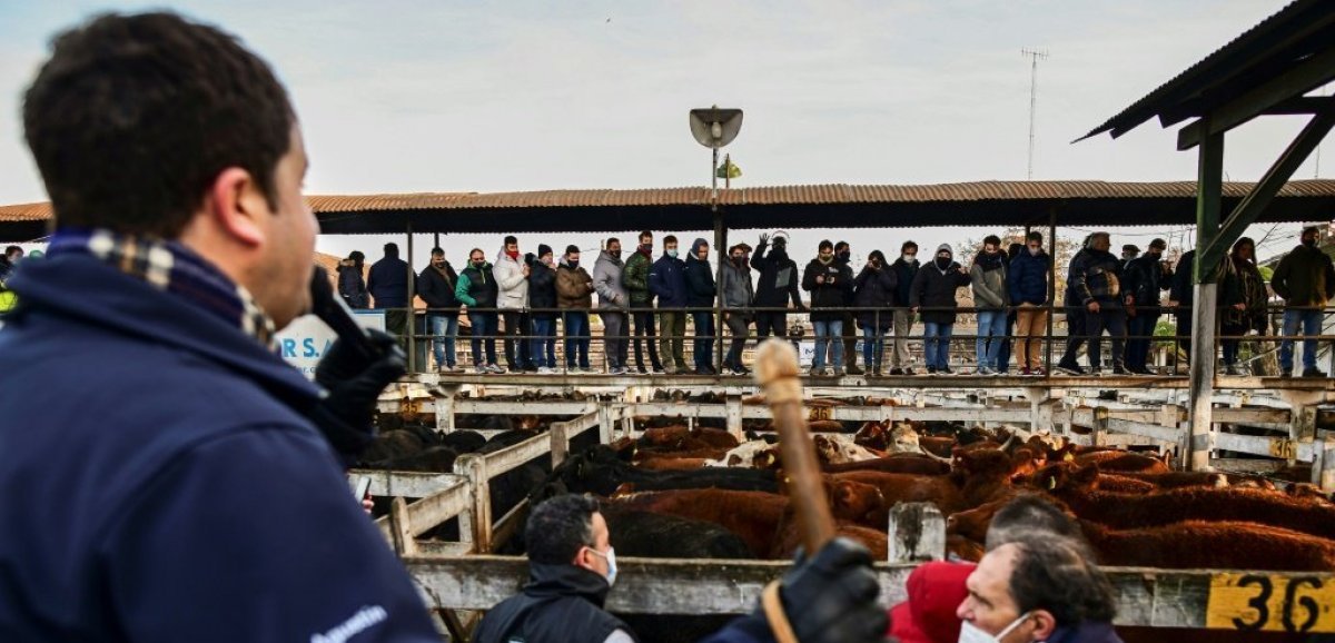 A Buenos Aires, les derniers feux du marché au bétail de Liniers