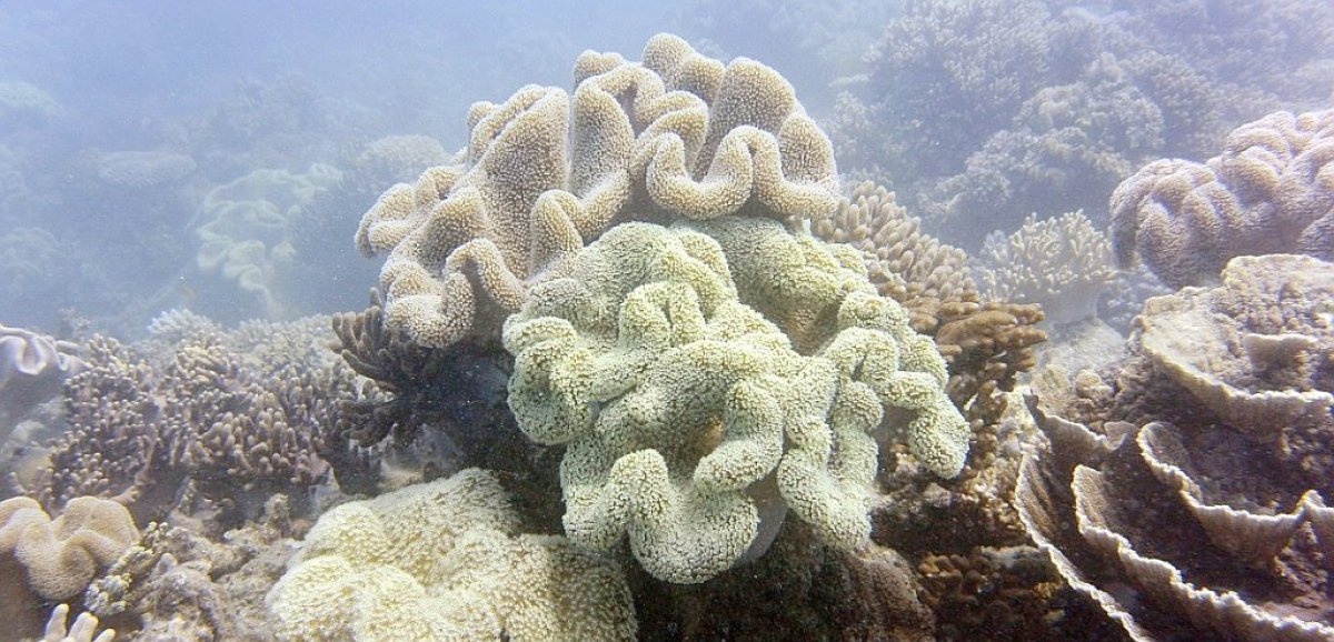 Grande Barrière de corail: l'Australie attend le verdict de l'Unesco