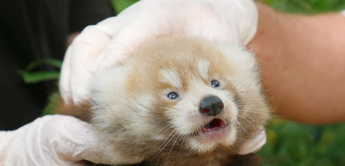 Eure. À Biotropica, quels prénoms pour deux bébés pandas roux ?
