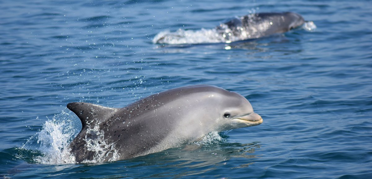 Animaux. Où observer des dauphins en Normandie ?