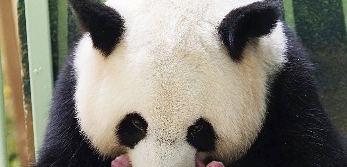 Zoo de Beauval: des jumelles en bonne santé pour agrandir la famille panda