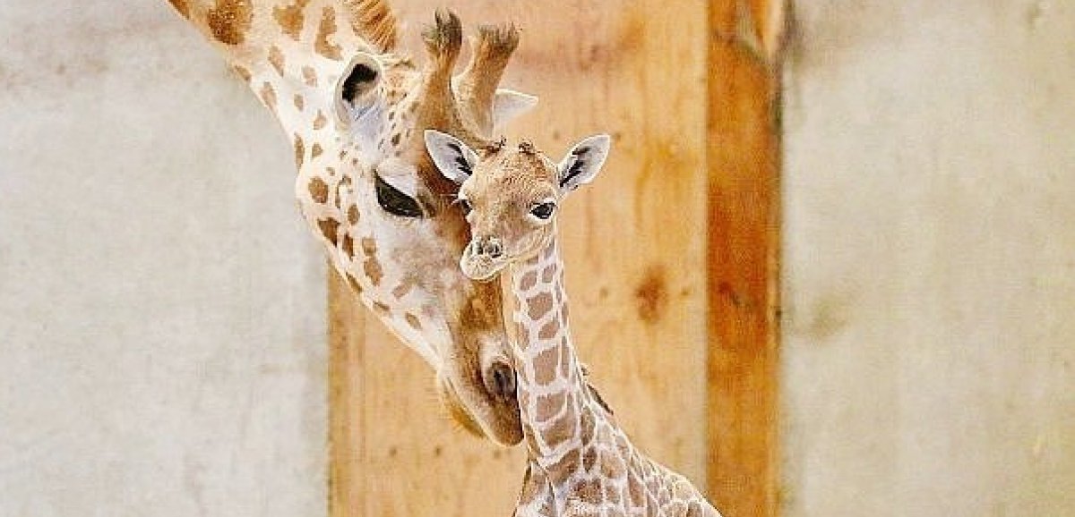Champrépus. Le petit girafon né le 15 août au parc animalier est mort