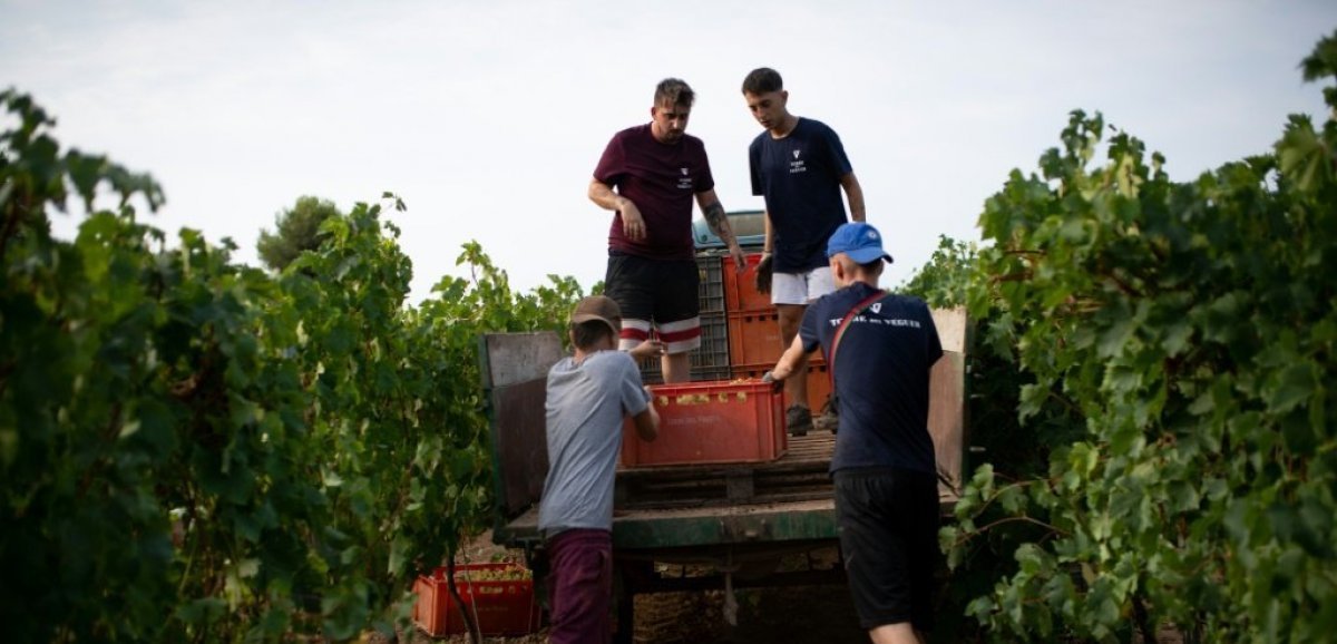 Sous pression du changement climatique, le vin espagnol tente de s'adapter