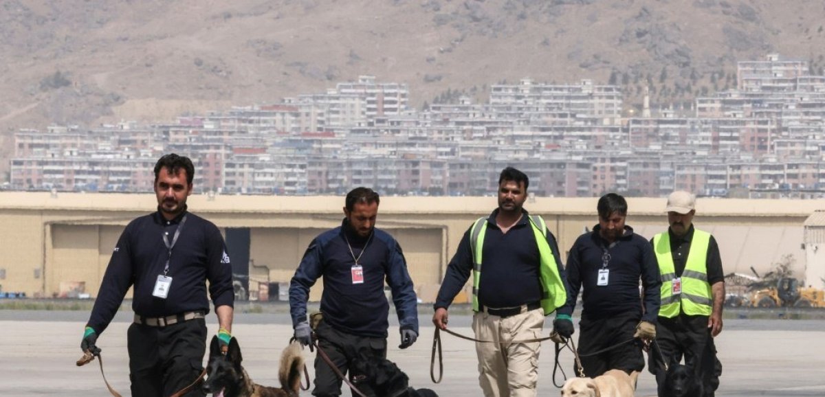 Abandonnés à leur sort, les chiens de l'aéroport de Kaboul se préparent à reprendre du service