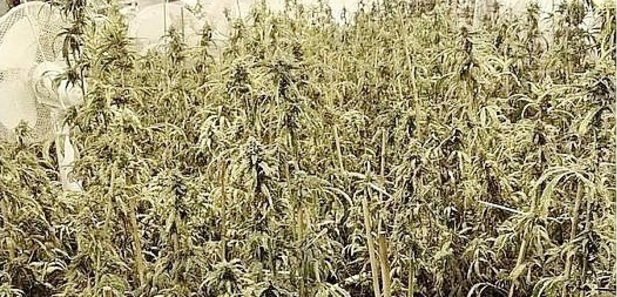 Calvados. Des pieds de cannabis hauts de 2 mètres saisis par la police 