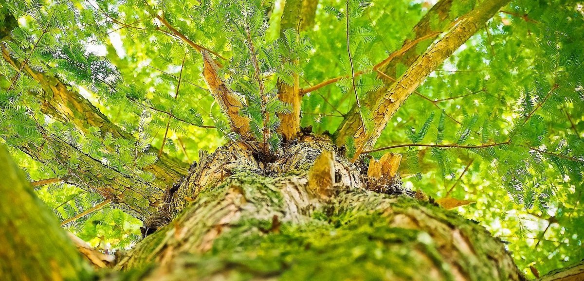 Calvados. 40 000 arbres plantés d'ici trois ans : quel impact pour les Caennais ?
