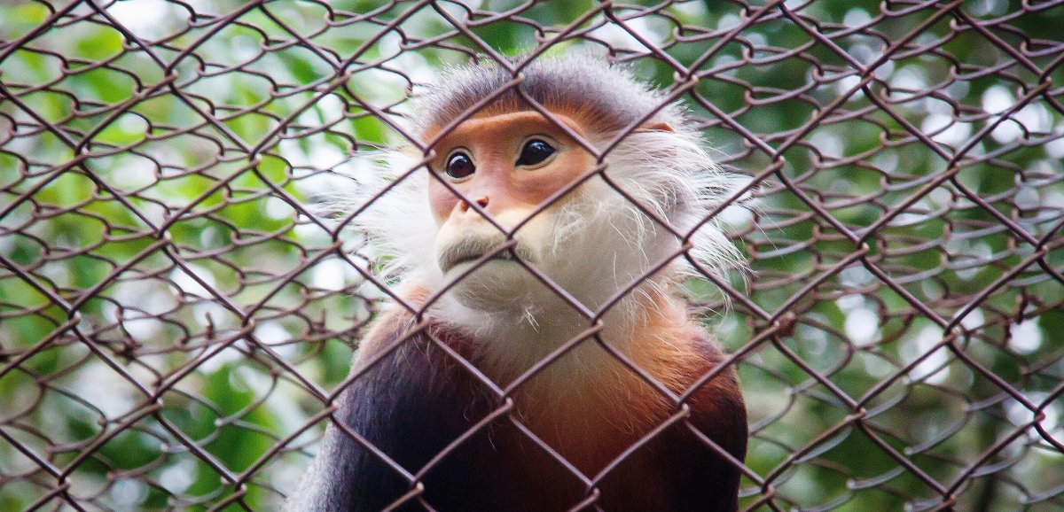 Animaux. Cinq singes d'une espèce en voie d'extinction abattus par des braconniers