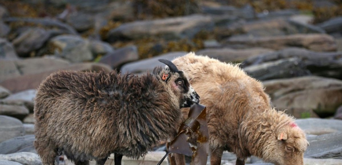 Aux Orcades, le régime aux algues des moutons fait saliver les climatologues