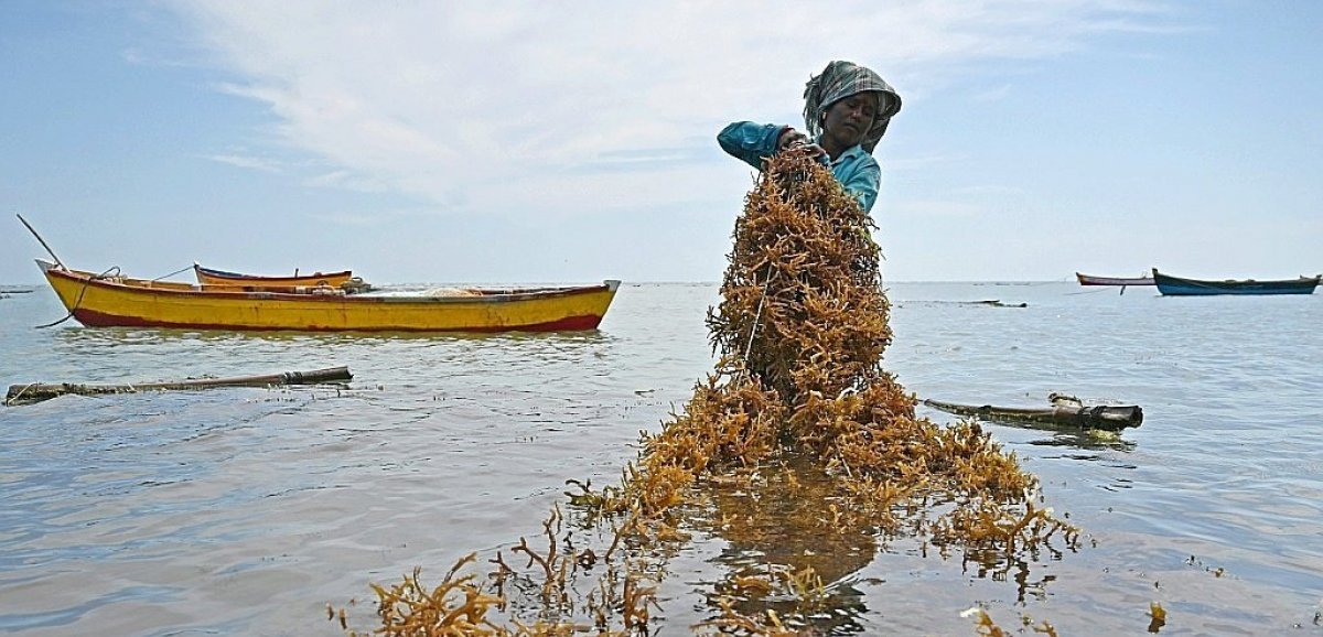 La "culture miracle" des algues marines, dévoreuses de CO2, prend son essor en Inde