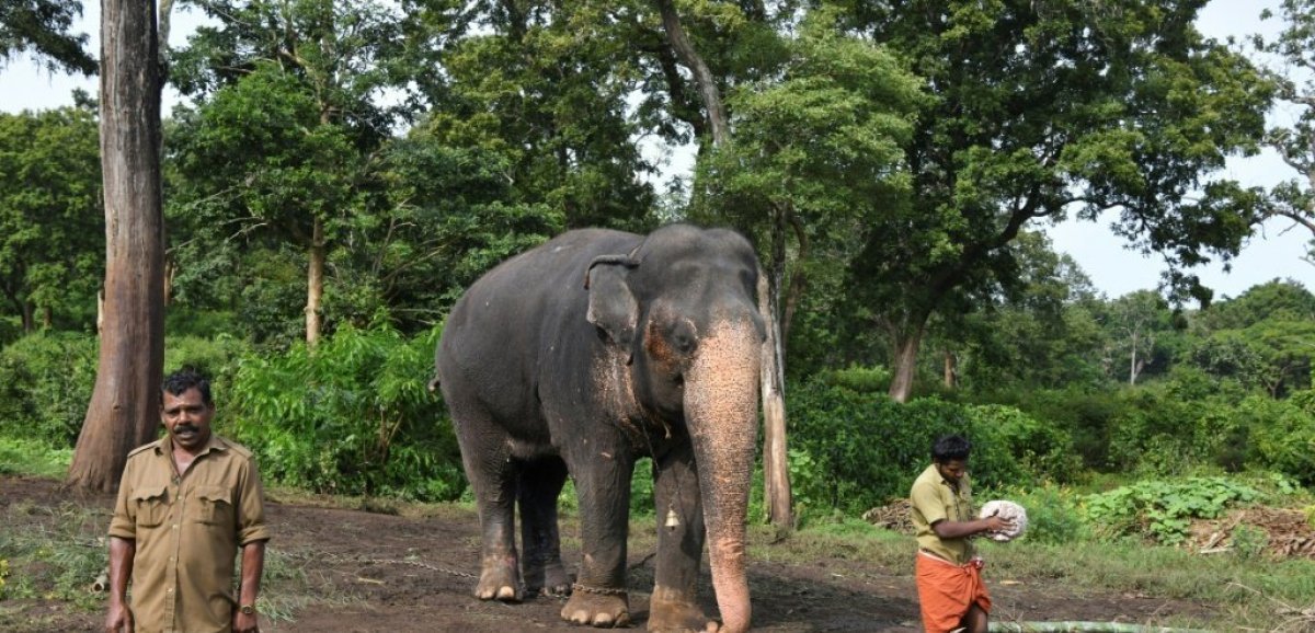 Inde: les "kumkis", ces éléphants qui policent leurs congénères sauvages et "affamés"