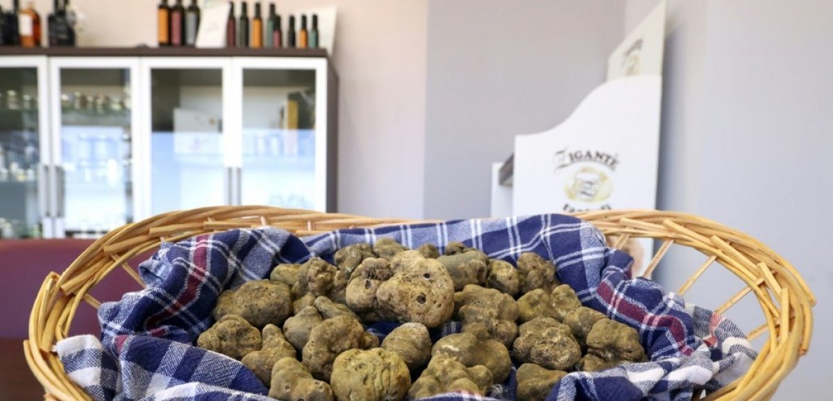 En Croatie, les amateurs de truffes veulent protéger "l'or blanc"