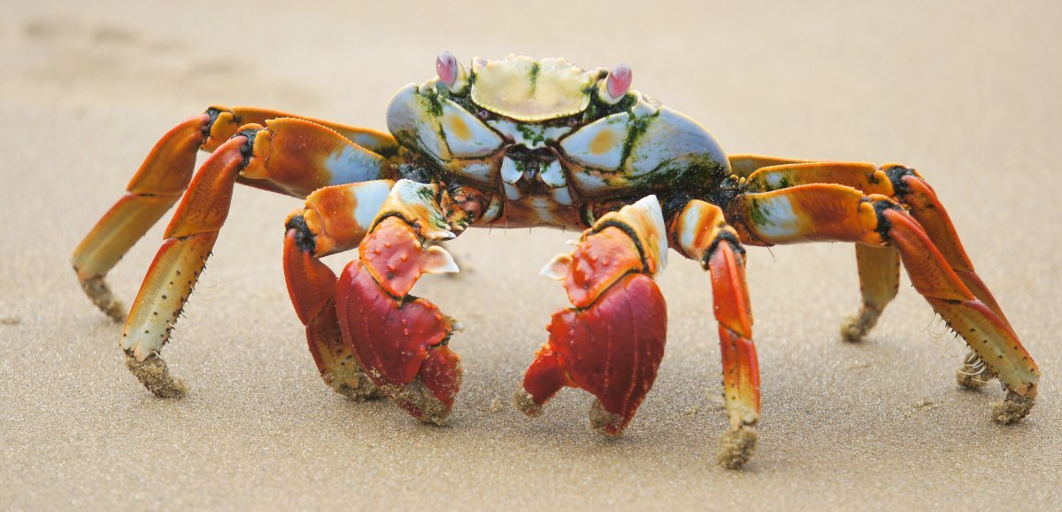 Environnement. Le saviez-vous ? Les crabes et les poulpes sont des êtres sensibles