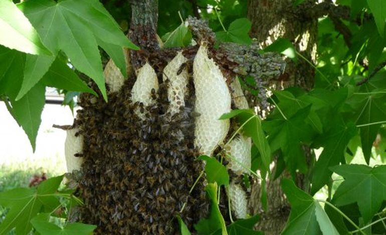 Miel, pollen, propolis, gelée royale : la ruche source de bienfaits