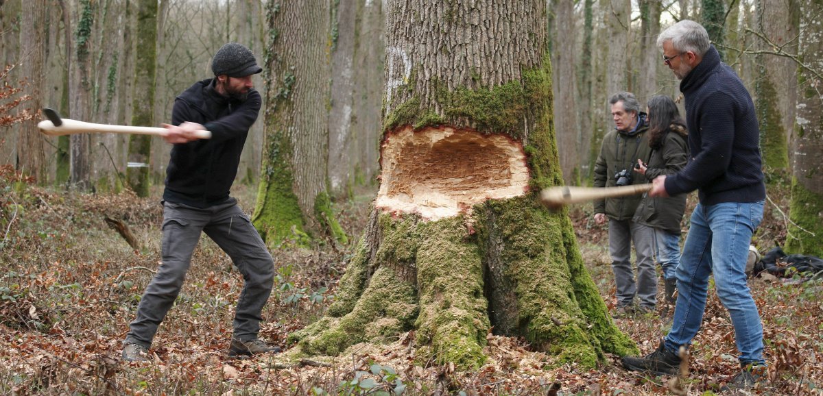 [Vidéo+photos] Orne. Chercheurs au CNRS, ils coupent un chêne avec des haches préhistoriques
