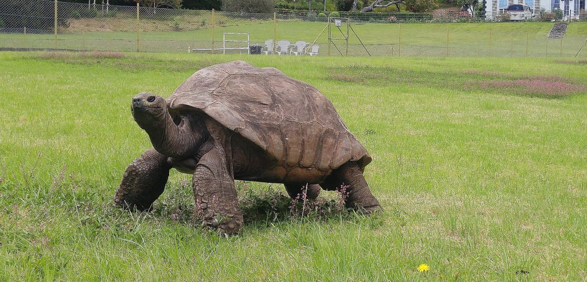 Insolite. La tortue Jonathan, le plus vieil animal terrestre, va fêter ses 190 ans