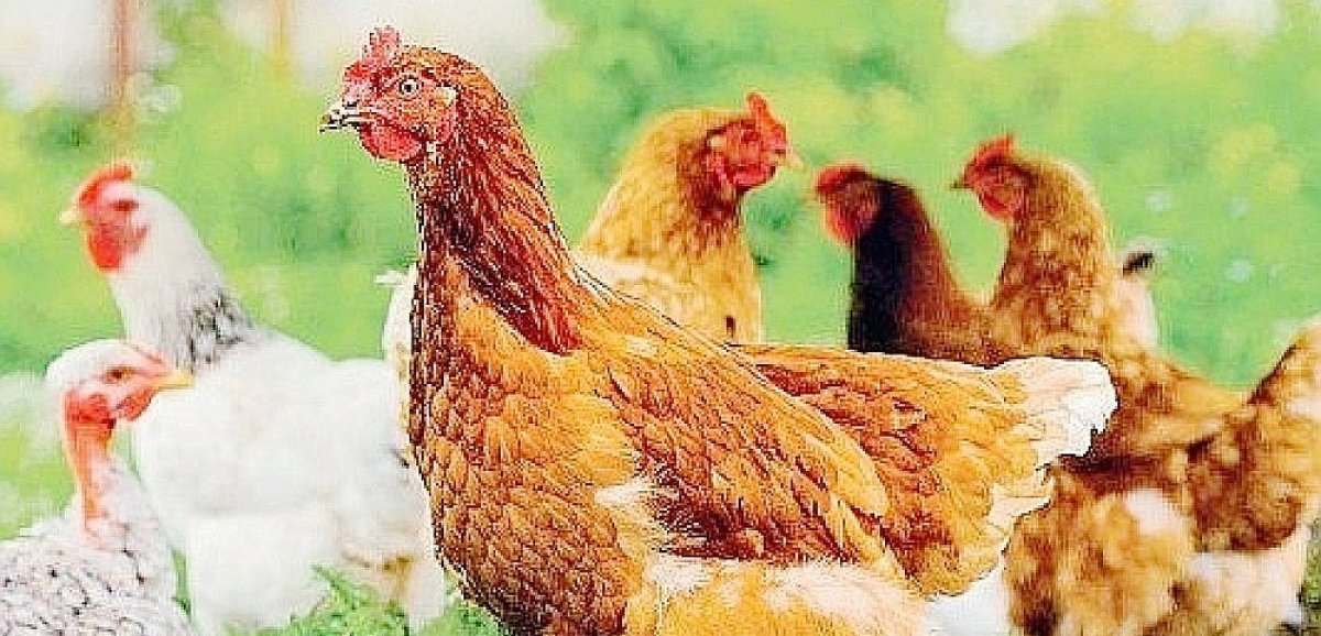 Manche. Un premier cas de grippe aviaire détecté à Saint-Jean-le-Thomas
