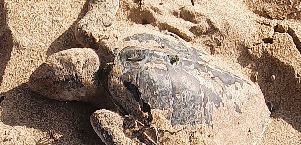 Nord-Cotentin. Une tortue de Kemp, originaire du Golfe du Mexique, s'est échouée à Surtainville