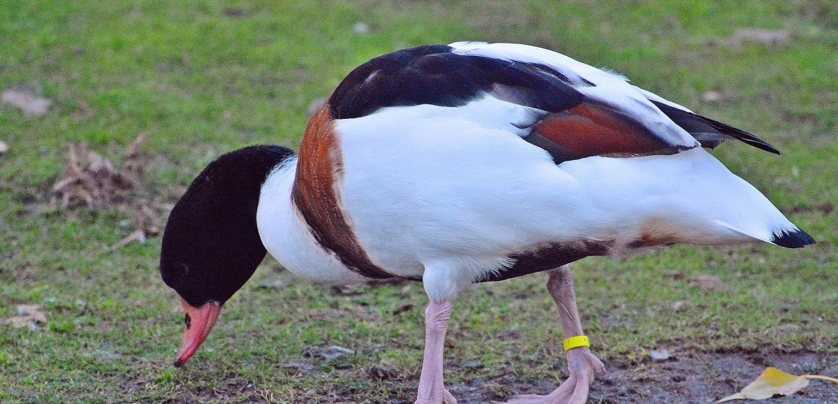 Sud-Manche. Volailles et oiseaux au confinement après un cas avéré de grippe aviaire
