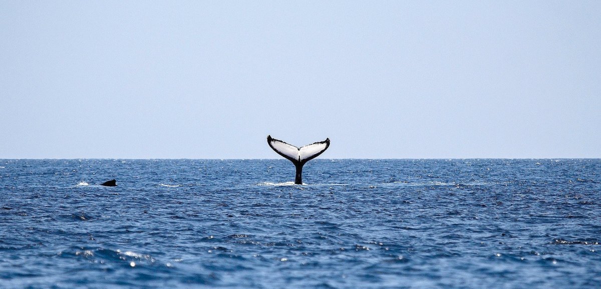 Insolite. Une baleine observée au large des côtes normandes !