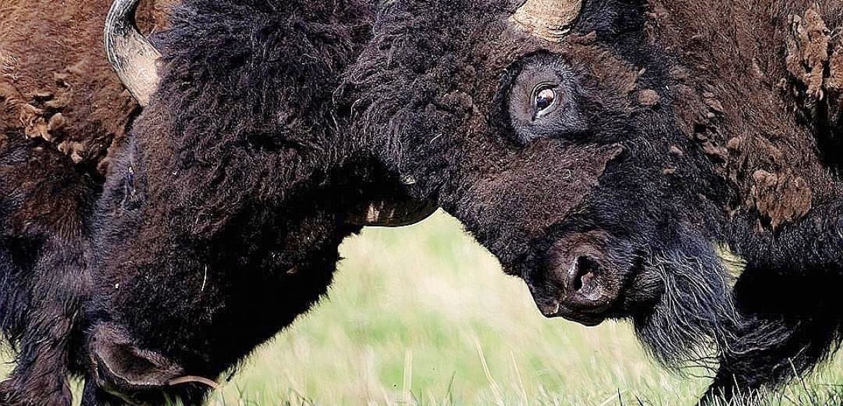 Pays de Bray. À la rencontre des bisons au Parc canadien de Muchedent