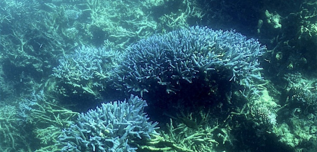 Australie: la Grande Barrière de corail victime d'un "vaste blanchissement"
