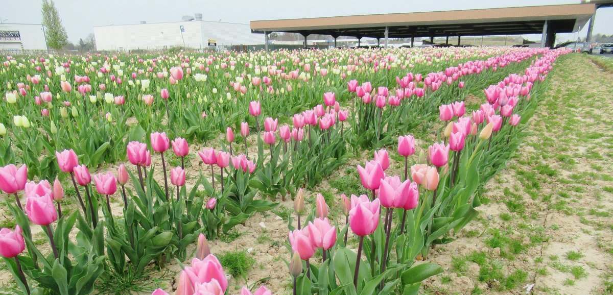 Saint-Romain-de-Colbosc. Début de la cueillette des tulipes en faveur de la Ligue contre le cancer